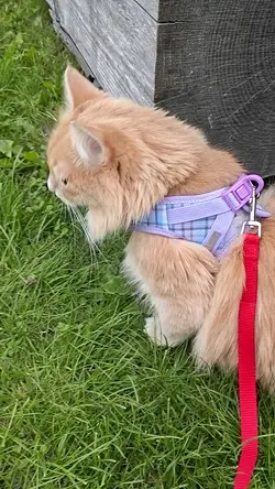 VID20250807200434.mp4