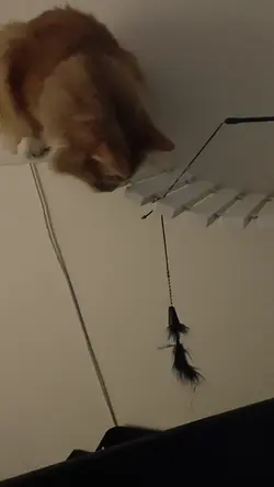 VID20240812185359.mp4