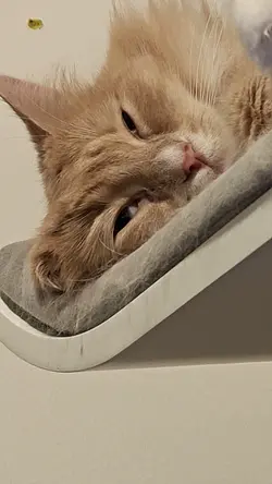 VID20241208010703.mp4