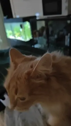 Snapchat-425096825.mp4