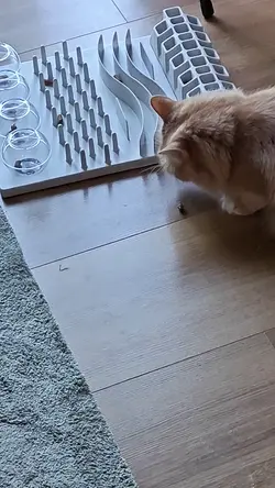 VID20250616190201.mp4