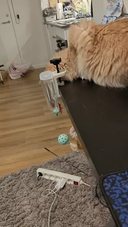 VID20250201174800.mp4