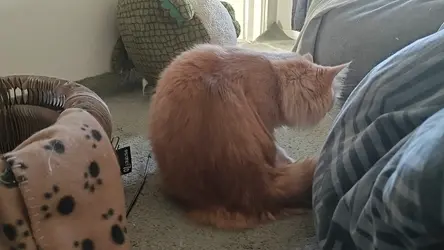 VID20250410082229.mp4