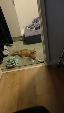 VID20241130002403.mp4