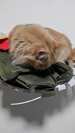 VID20250628001148.mp4