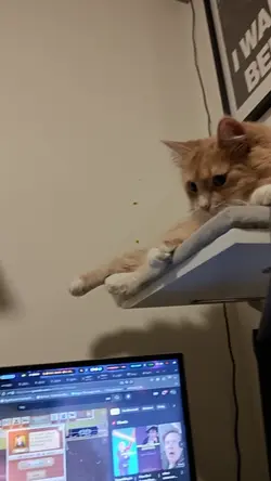 VID20241123212246.mp4