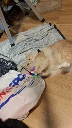 VID20250202000142.mp4