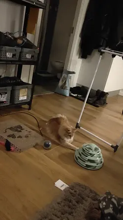 VID20240927141708.mp4