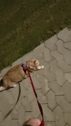 VID20250906230344.mp4