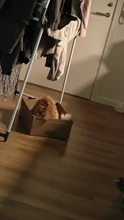 VID20250203001209.mp4