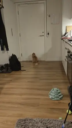 VID20241215224511.mp4