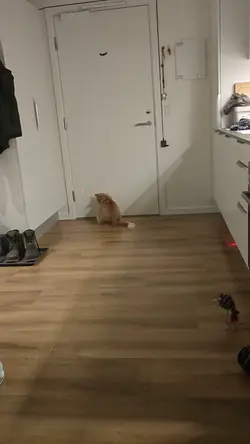 VID20250125232228.mp4