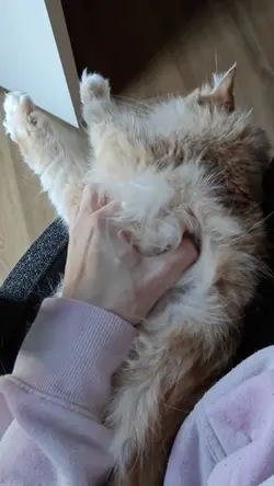 VID20241022171432.mp4