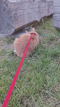 VID20240819200102.mp4