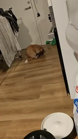 VID20260123164305.mp4