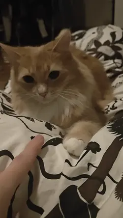 VID20251104002442.mp4