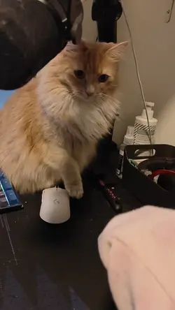 VID20250204214449.mp4