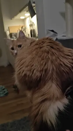 VID20250301013834.mp4