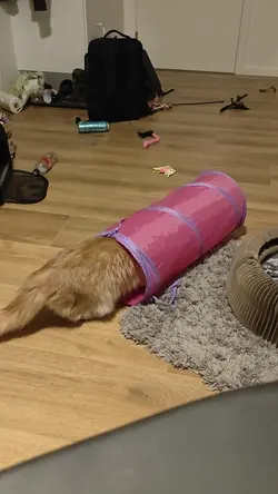 VID20240908004434.mp4