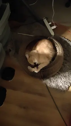 VID20240907024717.mp4