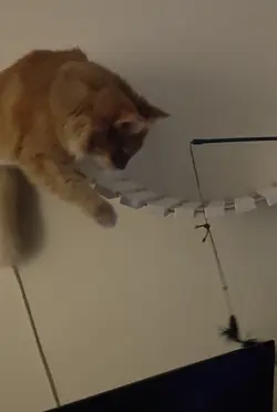 VID20240812185359~4.mp4