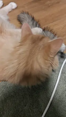 VID20250613155331.mp4