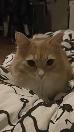 VID20251104002339.mp4