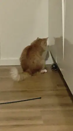 VID20240825045343.mp4