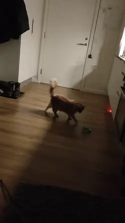 VID20240819213918.mp4