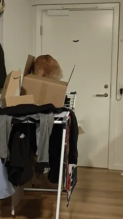 VID20250519225247.mp4