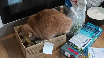 VID20260307153738.mp4