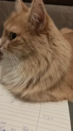 VID20251004135001.mp4