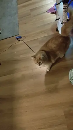 VID20250913180434.mp4