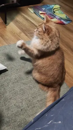 VID20260311005731.mp4