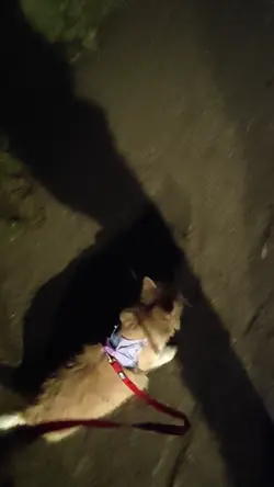 VID20250906225244.mp4