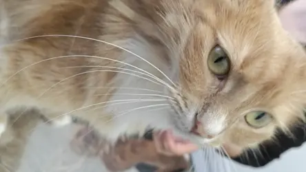 VID20240728113223.mp4