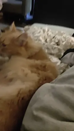 VID20250715214550.mp4